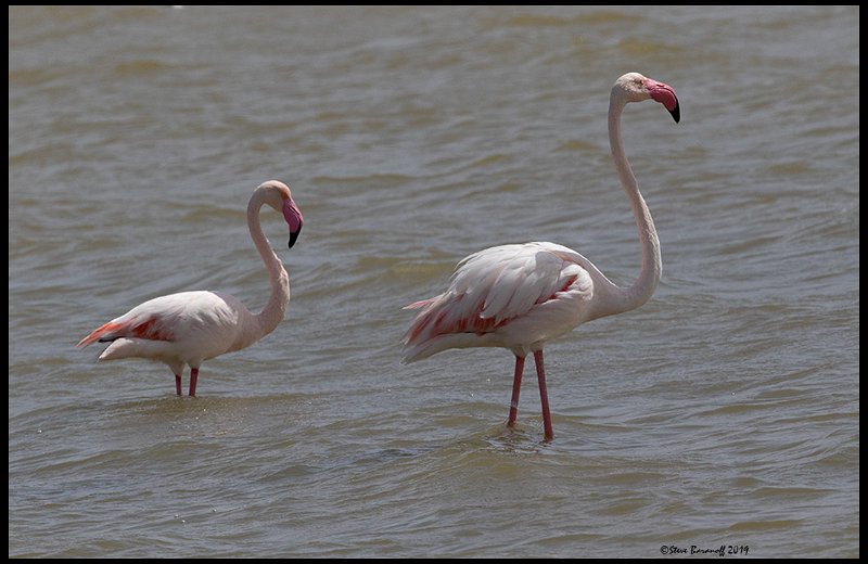 _9SB1326 greater flamingos.jpg